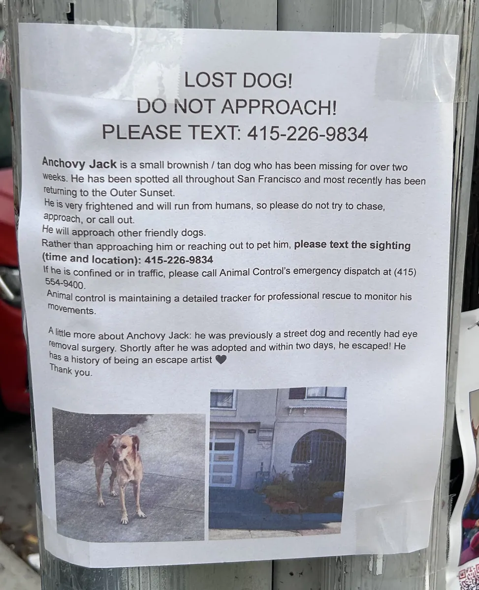 Lost dog Anchovy Jack flier