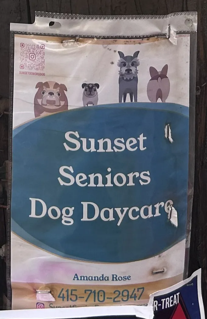 Sunset Seniors Dog Daycare flier